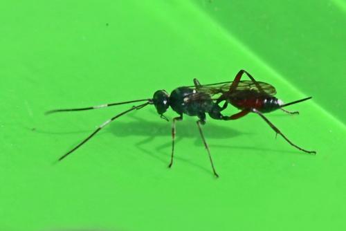 Cryptinae